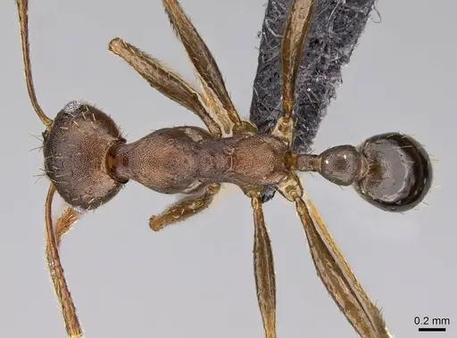 Pheidole caffra - CASENT0822203