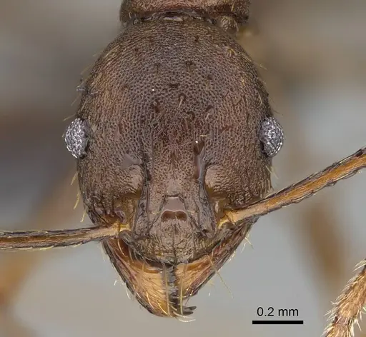 Pheidole caffra - CASENT0822203