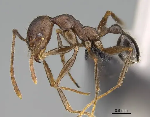 Pheidole caffra - CASENT0822203