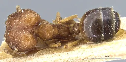 Pheidole caffra - CASENT0904210