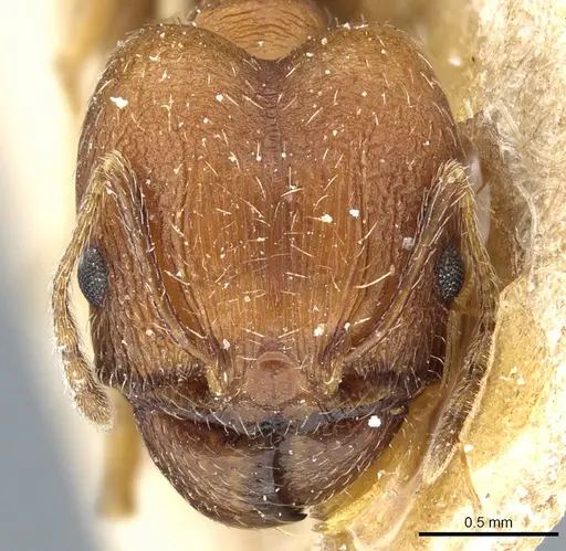 Pheidole caffra - CASENT0904210