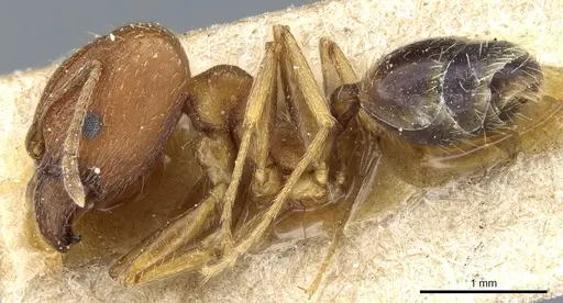 Pheidole caffra - CASENT0904210