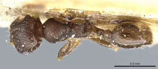 Pheidole caffra - CASENT0904211