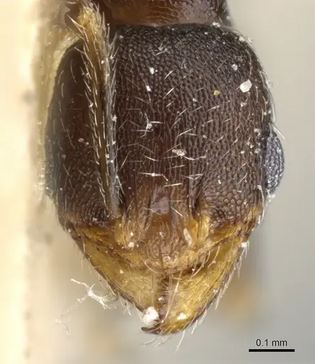 Pheidole caffra - CASENT0904211