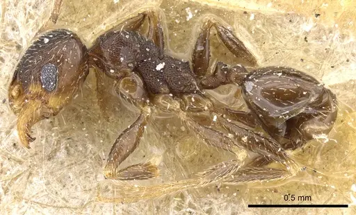 Pheidole caffra - CASENT0904211