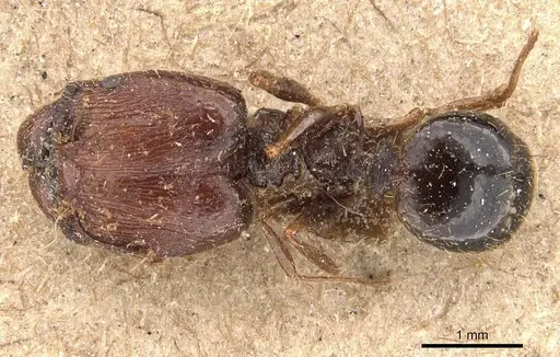 Pheidole caffra - CASENT0907815