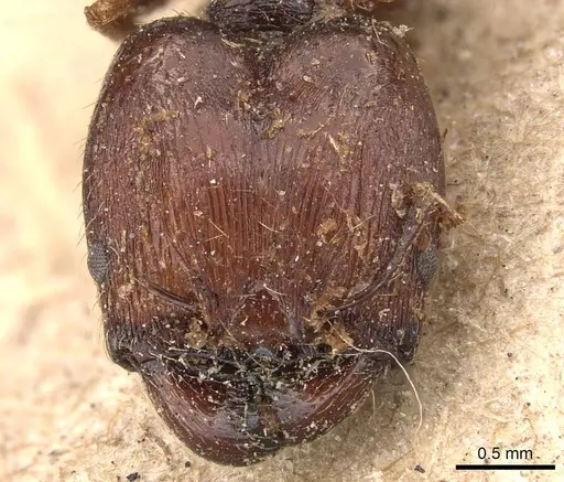 Pheidole caffra - CASENT0907815