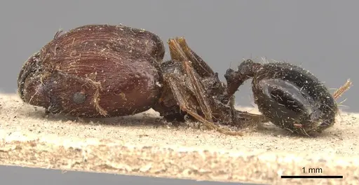 Pheidole caffra - CASENT0907815