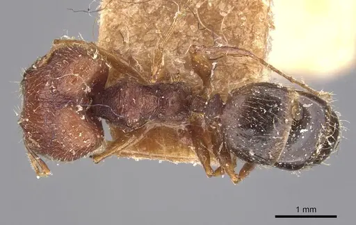 Pheidole caffra - CASENT0907816