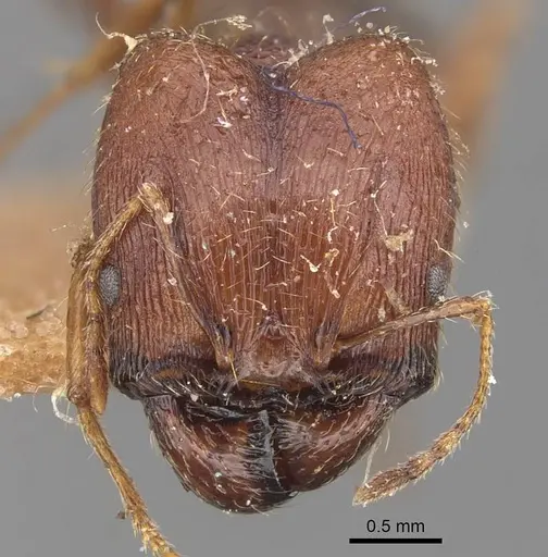 Pheidole caffra - CASENT0907816