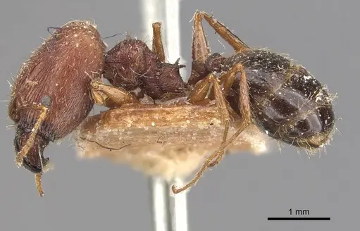 Pheidole caffra - CASENT0907816