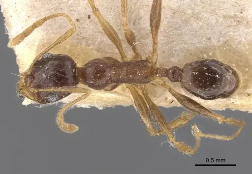 Pheidole caffra - CASENT0907817