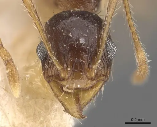 Pheidole caffra - CASENT0907817
