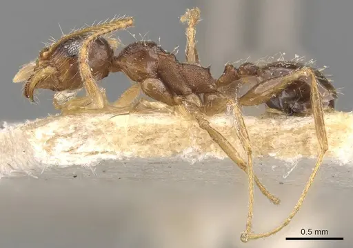 Pheidole caffra - CASENT0907817