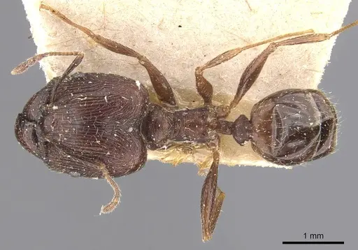 Pheidole caffra - CASENT0907818