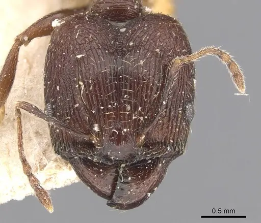 Pheidole caffra - CASENT0907818