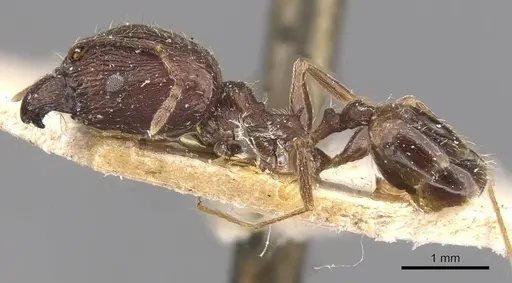 Pheidole caffra - CASENT0907818
