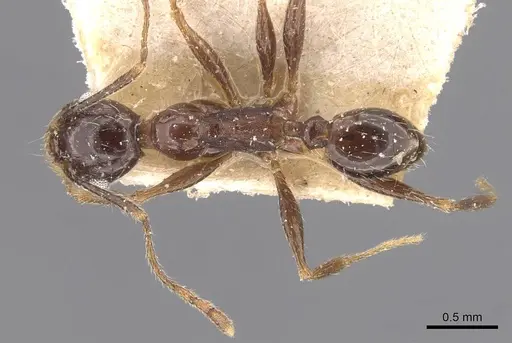 Pheidole caffra - CASENT0907819