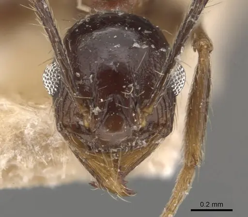Pheidole caffra - CASENT0907819