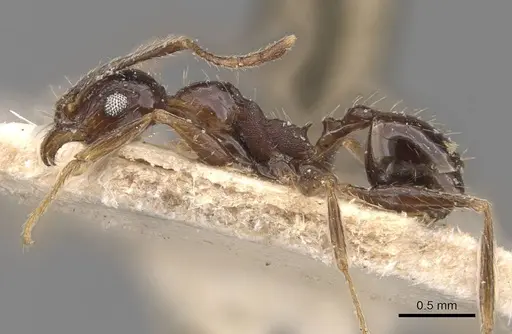Pheidole caffra - CASENT0907819