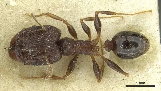 Pheidole caffra - CASENT0913284
