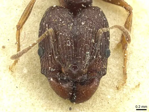Pheidole caffra - CASENT0913284