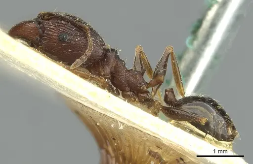 Pheidole caffra - CASENT0913284