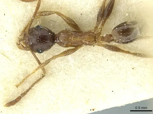 Pheidole caffra - CASENT0913285