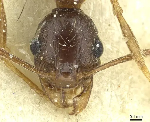 Pheidole caffra - CASENT0913285