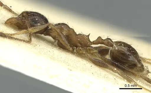 Pheidole caffra - CASENT0913285