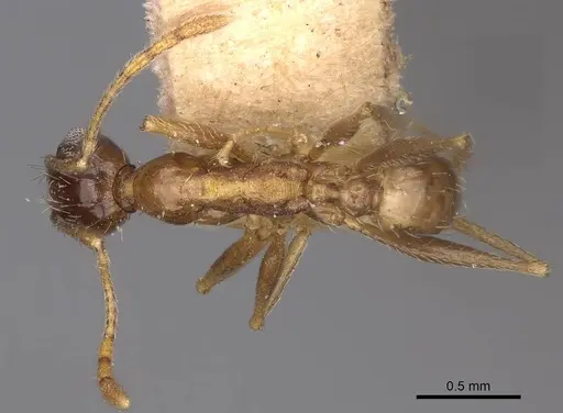 Pheidole caffra - CASENT0914274