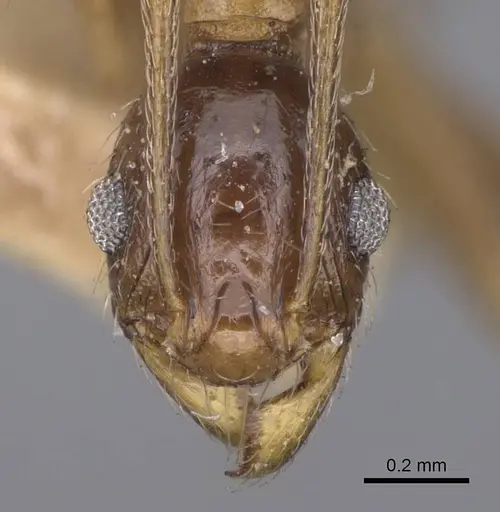 Pheidole caffra - CASENT0914274