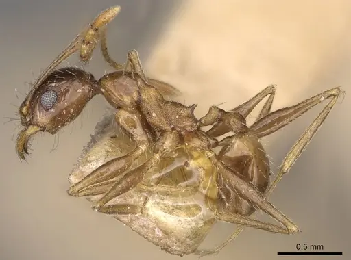 Pheidole caffra - CASENT0914274