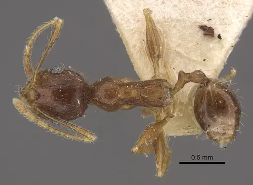 Pheidole caffra - CASENT0917762