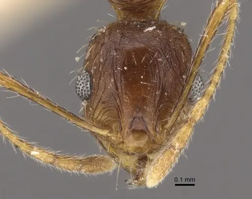 Pheidole caffra - CASENT0917762