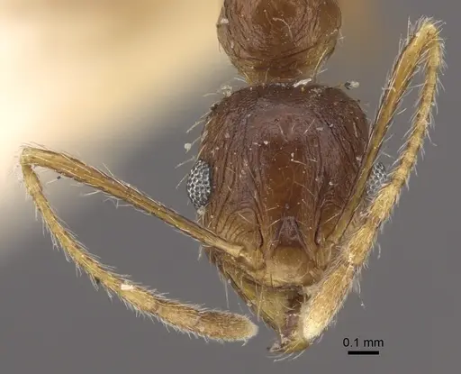 Pheidole caffra - CASENT0917762