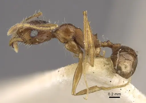 Pheidole caffra - CASENT0917762