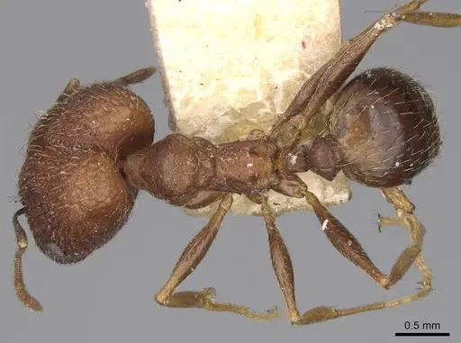 Pheidole caffra - LACMENT323602