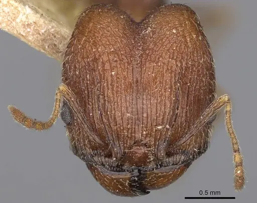 Pheidole caffra - LACMENT323602