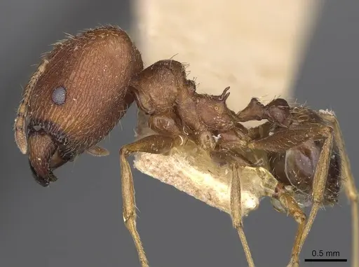 Pheidole caffra - LACMENT323602