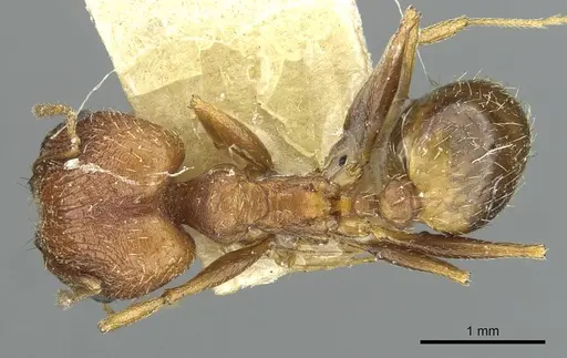 Pheidole caffra - RMCAENT000017752