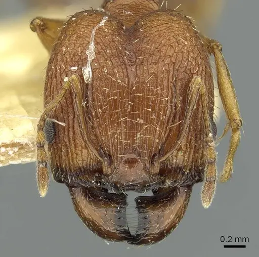 Pheidole caffra - RMCAENT000017752