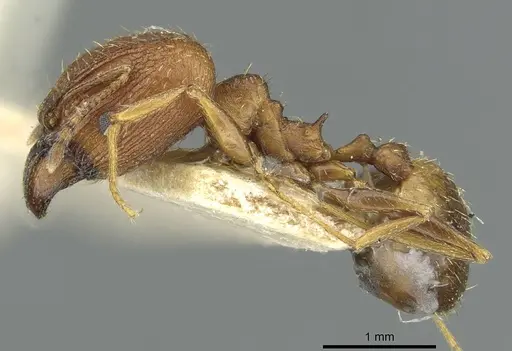 Pheidole caffra - RMCAENT000017752