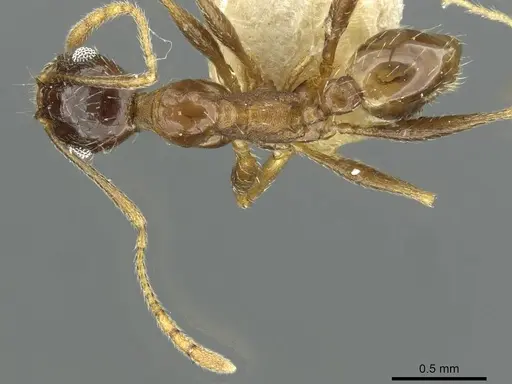 Pheidole caffra - RMCAENT000017753