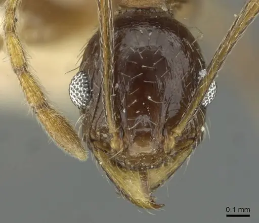 Pheidole caffra - RMCAENT000017753