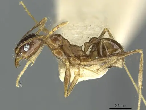 Pheidole caffra - RMCAENT000017753