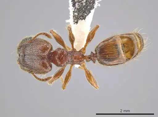 Pheidole cahui specimen