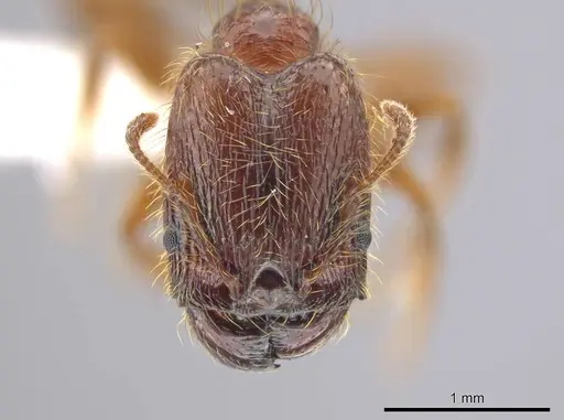 Pheidole cahui specimen