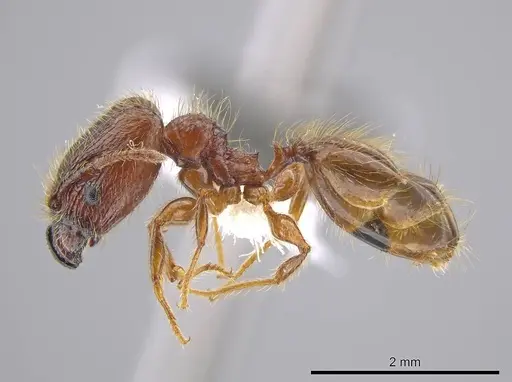 Pheidole cahui specimen
