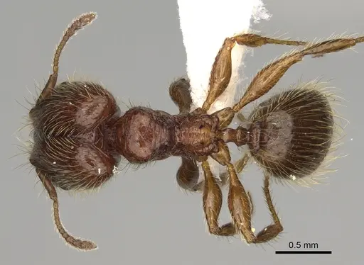 Pheidole cahui - CASENT0611057